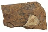 Fossil Ginkgo Leaf From North Dakota - Paleocene #188767-1